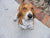Jethro at 2 Yrs old